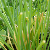 UN MONDO DA SCOPRIRE - Piante officinali e filiera